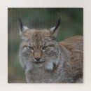 Recherche de lynx puzzles Bobcat
