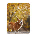 Recherche de gallois magnets Corgi de gallois
