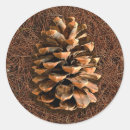 Search for pine needle stickers Tree