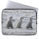 Search for antarctic electronics Bird