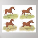 Search for trotting horse posters Sorrel