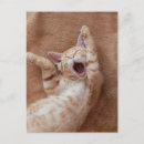 Search for yawn postcards Cat