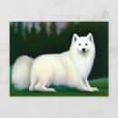 Search for american eskimo dog postcards Cute