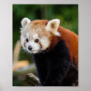 Search for red panda posters Photography