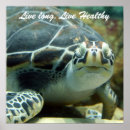 Recherche de tortue posters Sous la mer