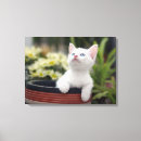 Search for single looking photography Cat