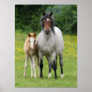 Recherche de foies posters Chevaux