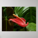 Search for calla lily art Pink