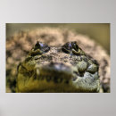 Search for dangerous animals art Crocodile