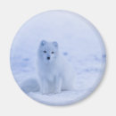 Recherche de renard arctique magnets Nature