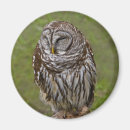 Search for wild bird magnets Avian