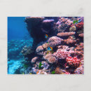 Search for coral reef life postcards Tropical