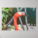 Recherche de colorful bird posters Animals