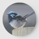 Search for australian bird clocks Nature