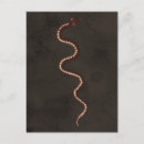 Recherche de aborigènes cartes postales Autochtone