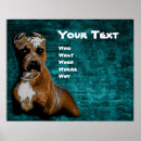 Recherche de terrier de pitbull Despote