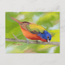 Recherche de membres cartes postales Oiseau