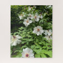 Search for tree peony Botanical