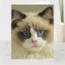 Search for himalayan cat Birthday