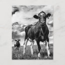 Search for cropped postcards Animals