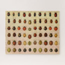 Search for beetle puzzles Ladybug