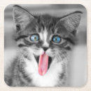 Recherche de chaton drôle dessous de verres Animal