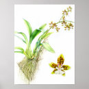 Recherche de orchidée art Illustration