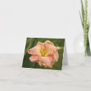 Search for daylilies cards Photography
