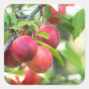 Search for plum fruit stickers Ripe