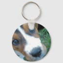 Search for basset hound keychains Puppy