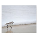 Search for sandpiper art Photography