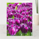 Search for red tulips birthday cards Pretty