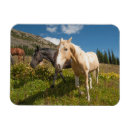 Recherche de cascades magnets Prairie