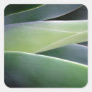 Search for agave stickers Succulent