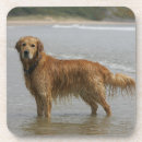 Search for bob coasters Flat coated golden