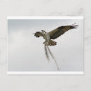 Search for talons postcards Bird