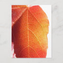 Search for leaf vein postcards Veins