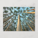 Search for trunk horizontal postcards Woods