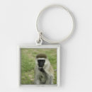 Search for behaviour accessories Looking at camera