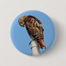Search for tailed hawk buttons Wildlife