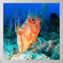 Search for wild animal posters Aquatic