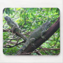 Recherche de iguane tapis souris Nature