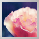 Search for rose macro posters Elegant