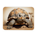 Search for tortoise magnets African spurred tortoise