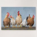 Search for chicken puzzles Farm