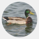 Search for mallard ducks stickers Swimming