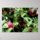 Search for apple picking posters Apples