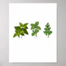 Search for cooking herbs posters Food