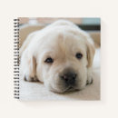 Search for labrador notebooks Pet