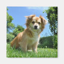 Search for puppy magnets Cute animals